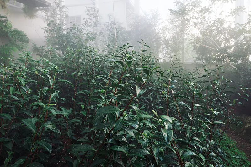 Tea trees in the misty sky tea garden greenhouse