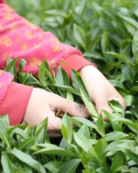 Hands picking fresh tea leaves in the tea garden
